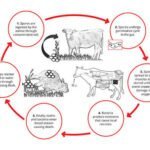 Black Quarter (Blackleg) in cattle