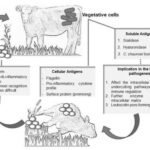 Current image: Black Quarter (Blackleg) in Cattle