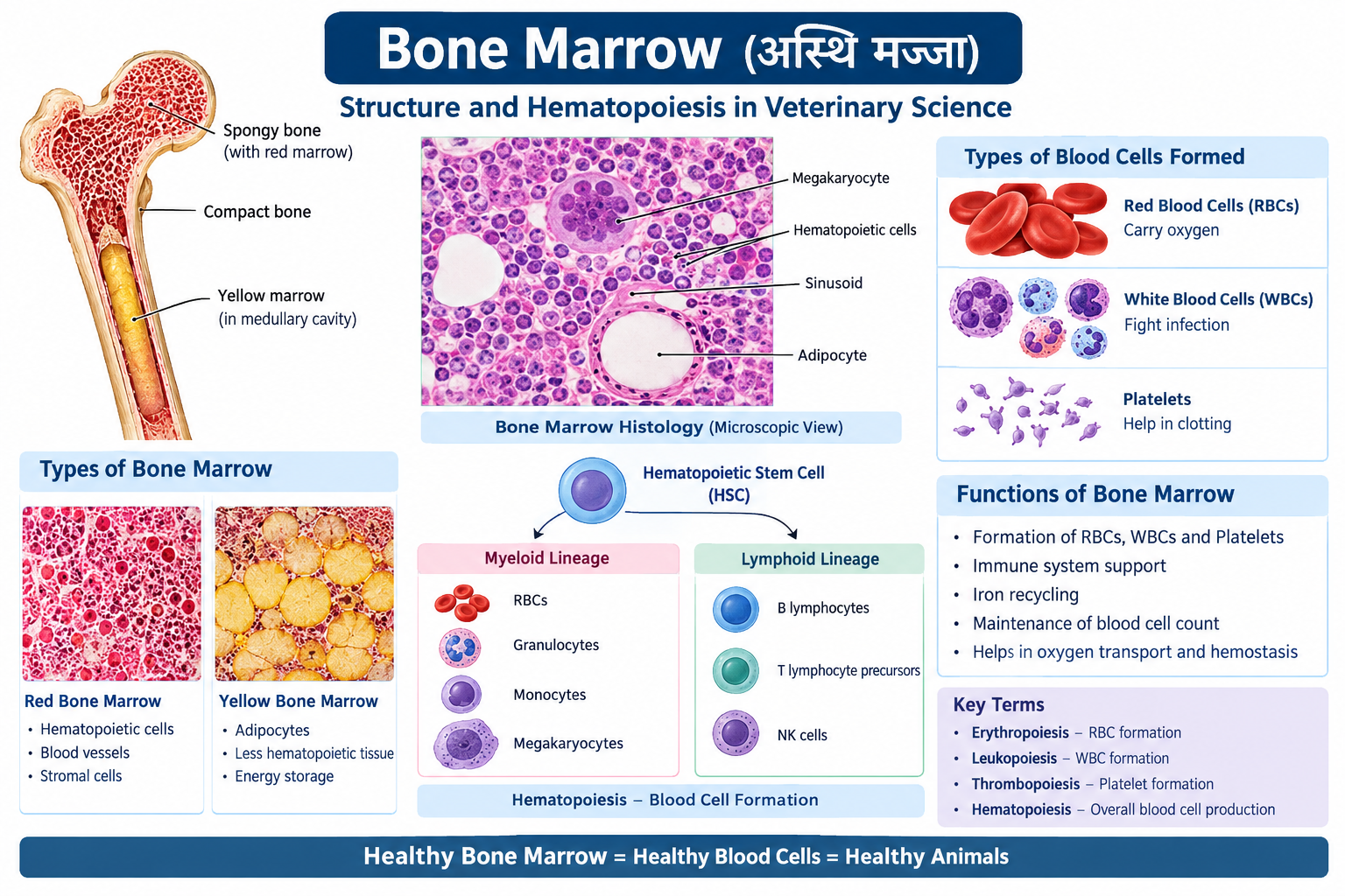 Bone Marrow Structure and Hematopoiesis in Veterinary Science