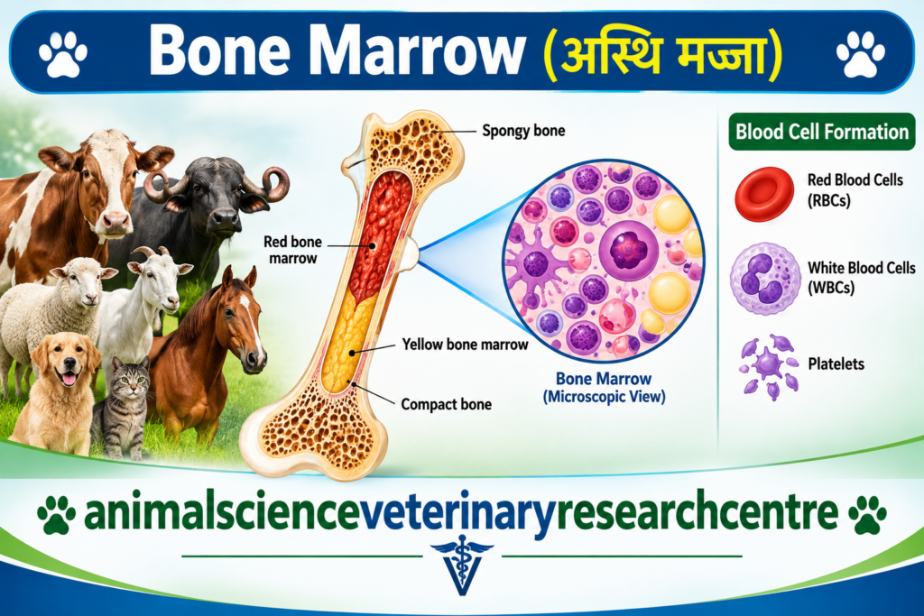 Current image: Bone Marrow structure and blood cell formation in veterinary anatomy
