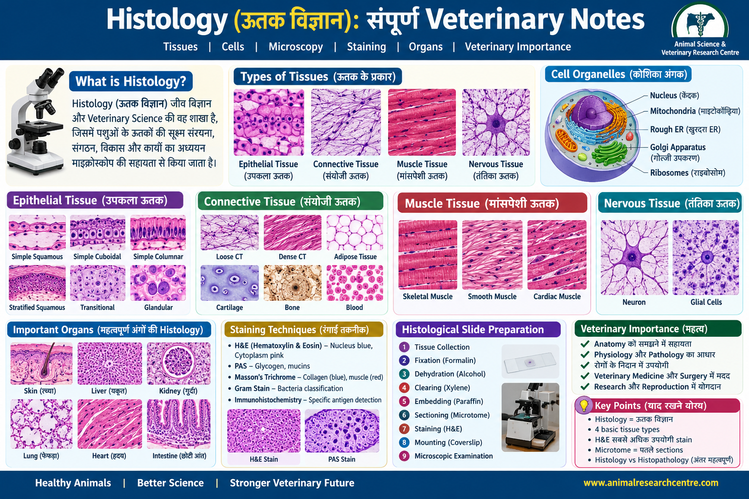 Histology veterinary tissue structure under microscope