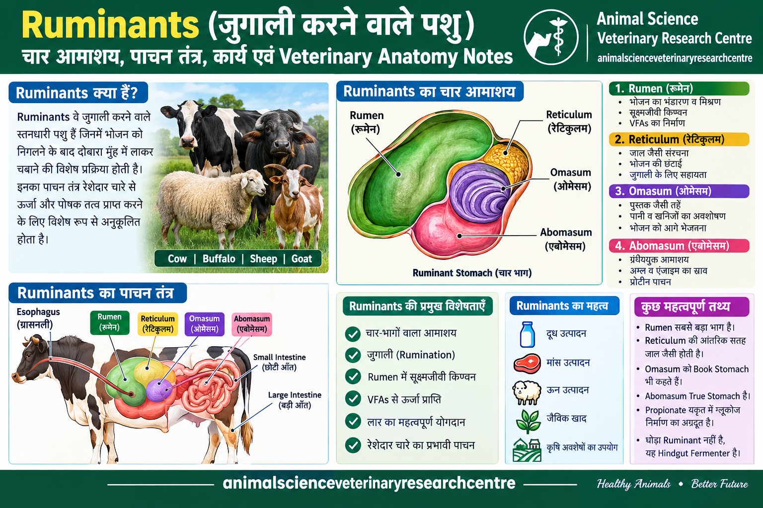 Ruminants digestive system showing rumen reticulum omasum and abomasum