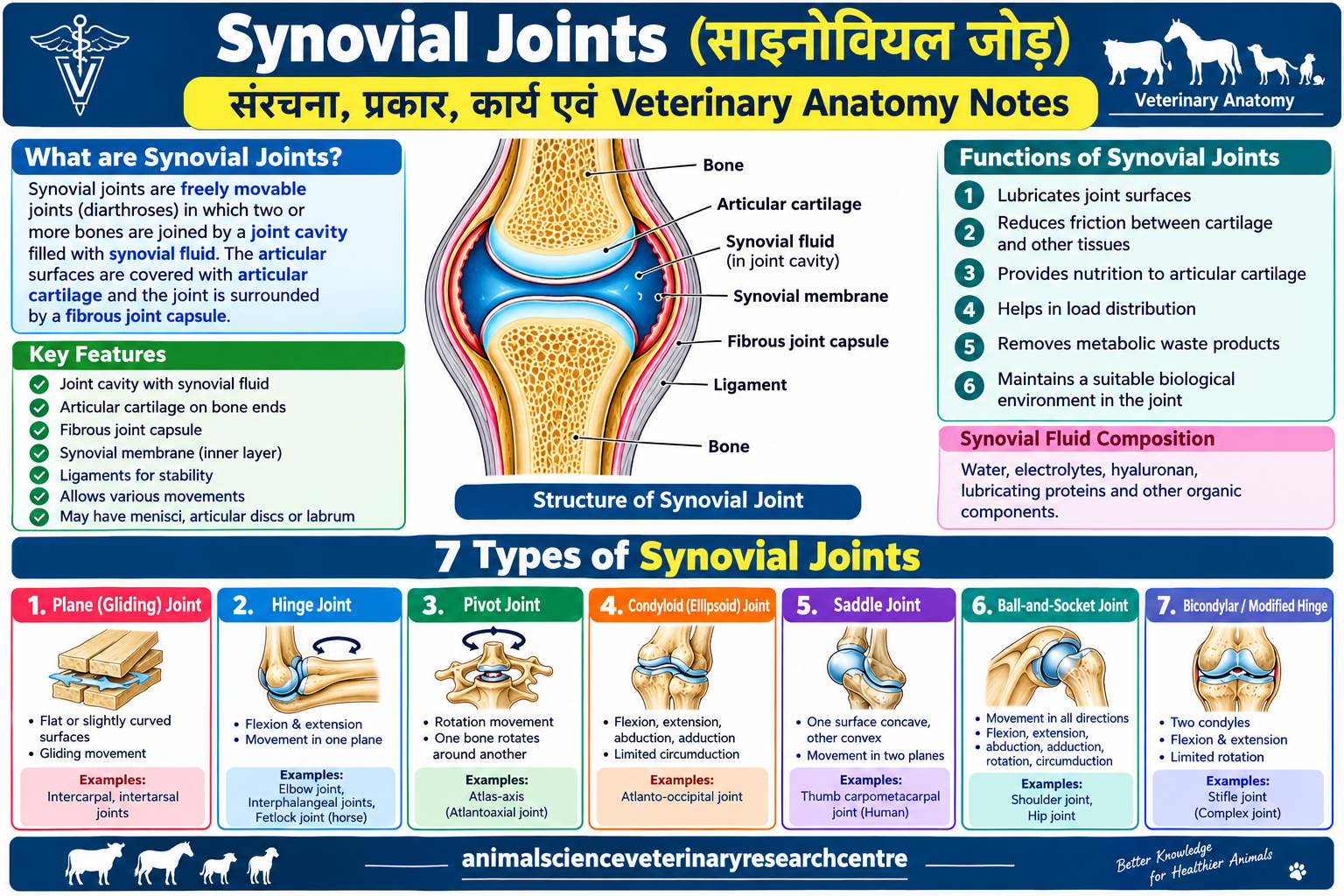Synovial Joints structure with synovial fluid, articular cartilage and joint capsule