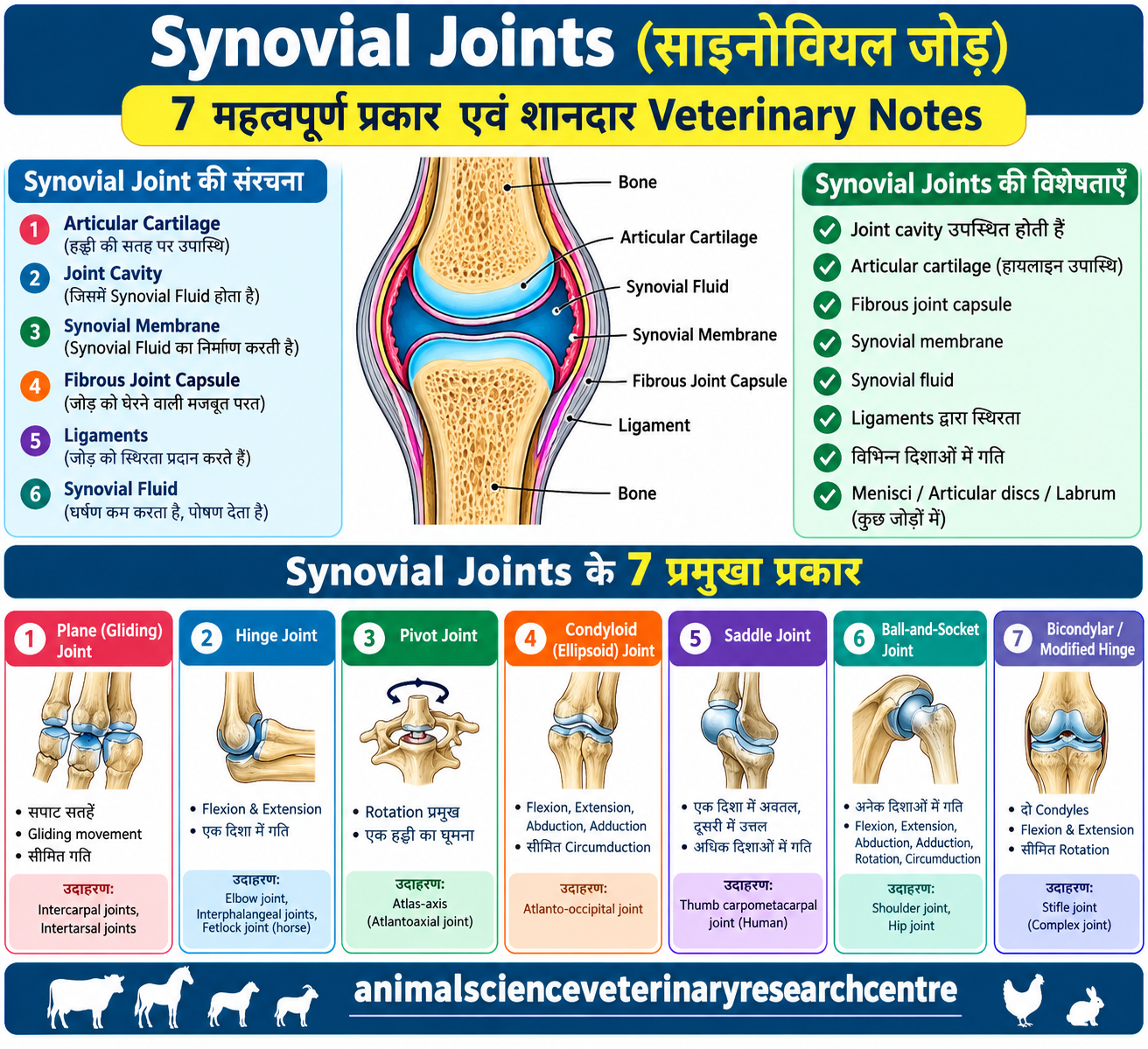 Synovial Joints structure with synovial fluid, articular cartilage and joint capsule