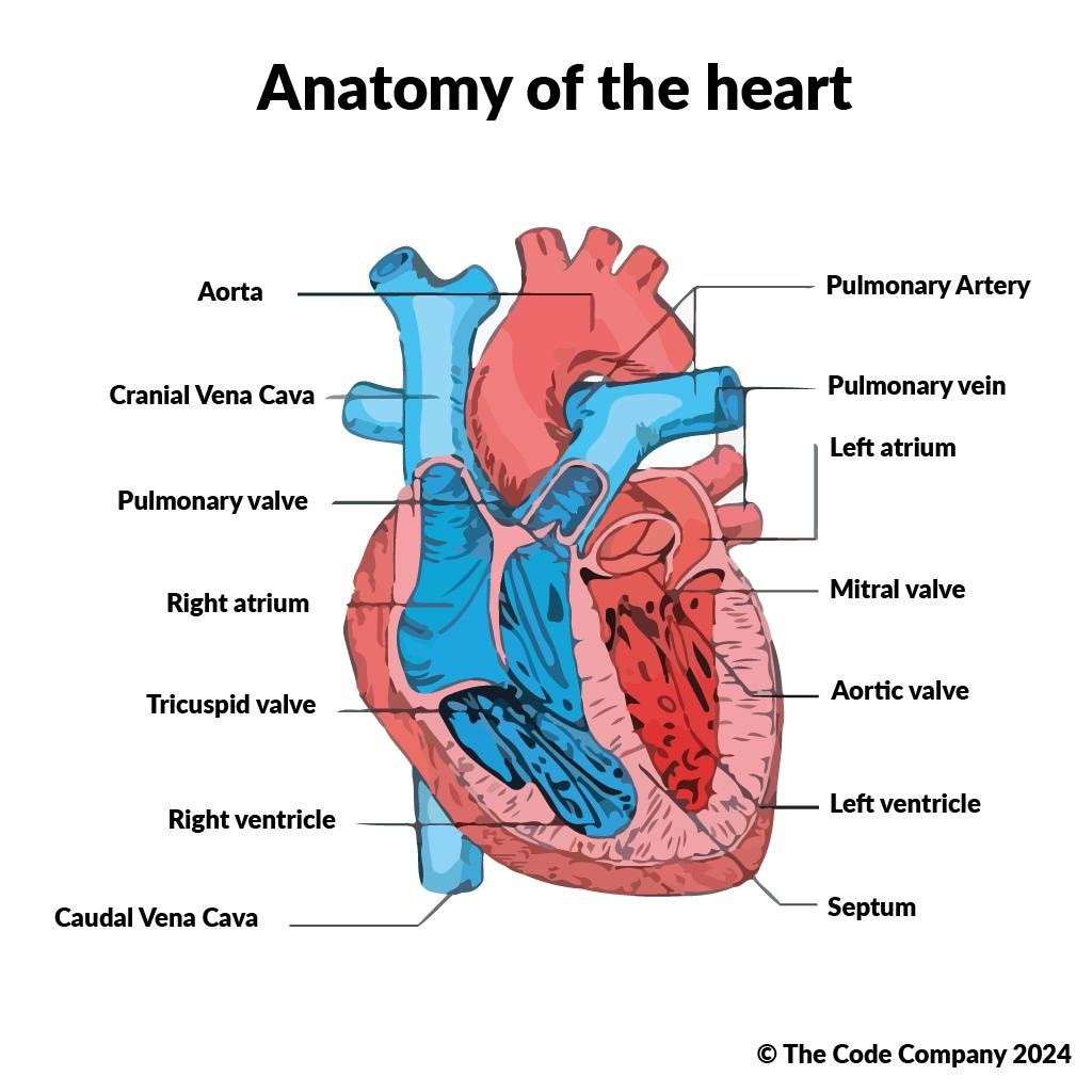 Veterinary Anatomy में प्रमुख Body Systems