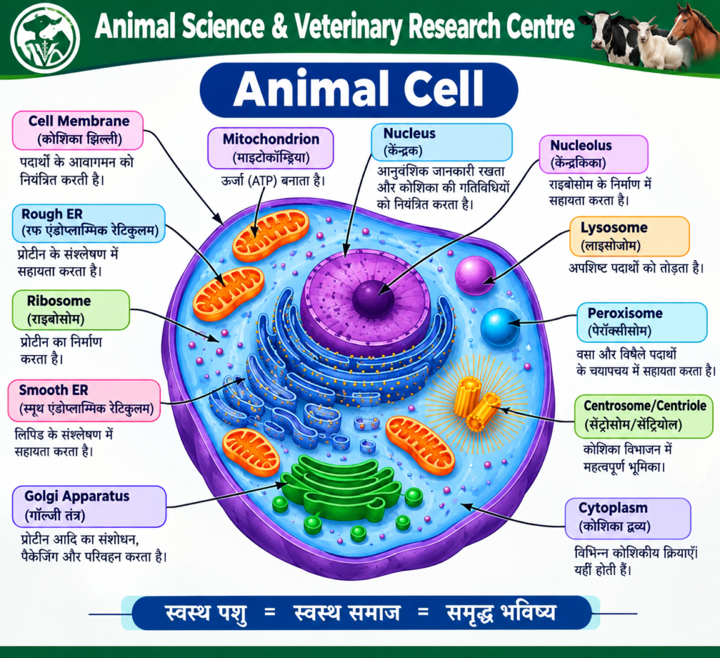 Current image: animal-cell-labelled-diagram.png