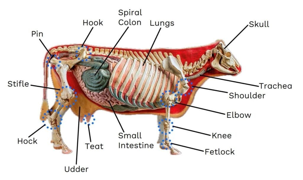 Current image: Veterinary Anatomy से संबंधित वास्तविक चित्र