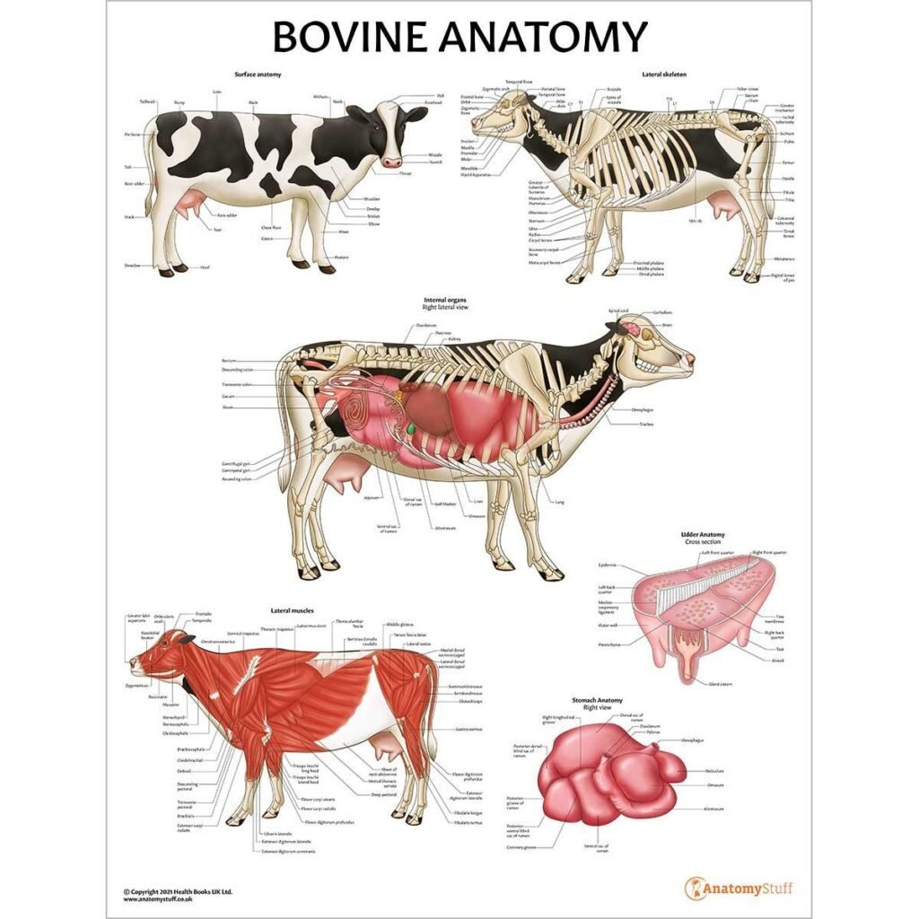 Current image: Veterinary Anatomy से संबंधित वास्तविक चित्र