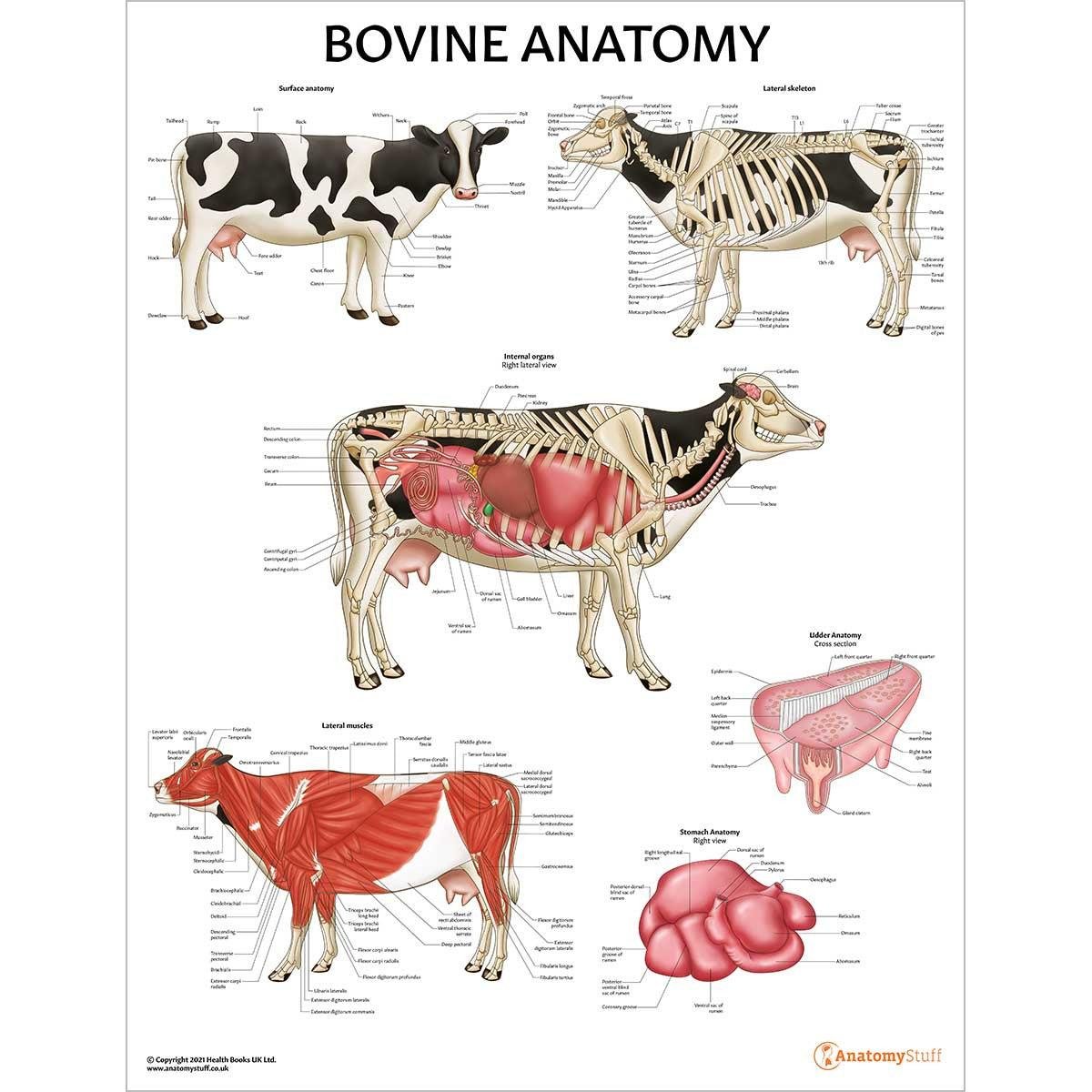 Veterinary Anatomy से संबंधित वास्तविक चित्र